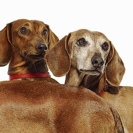 Three Dachshund Dogs by Gandee Vasan
