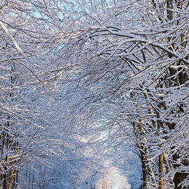Tree Lined Road In Winter by David Chapman Design Pics