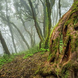 Trees In Cloud Forest by Reinhard Schmid