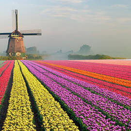 Tulips And Windmill by Jacobh