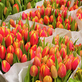 Tulips For Sale At A Flower Market by P A Thompson