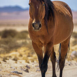 Wild horse of the Namib desert walks on a dirt road near Aus, south Namibia by Miroslav Liska