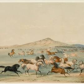 Wild Horses At Play by George Catlin