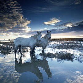 Wild Horses Equus Caballus, France by Art Wolfe