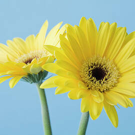 Yellow Flowers On Blue Background by Kristin Lee