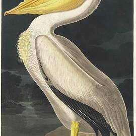 American White Pelican by John James Audubon
