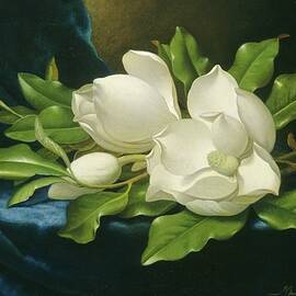 Giant Magnolias On A Blue Velvet Cloth by Martin Johnson Heade