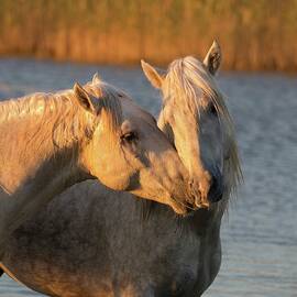 Camargue Horses by Tim Mannakee