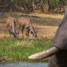 African Elephant In Botswana by Jacana Stock