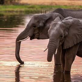 African Elephant In Botswana by Jacana Stock