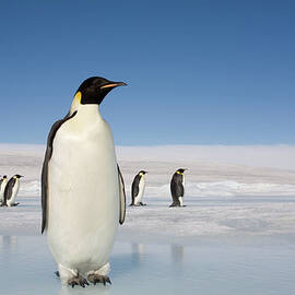 Antarctica, Snow Hill Island, Emperor by Paul Souders