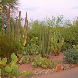Arizona, Phoenix, Desert, Cactus by J.b. Grant