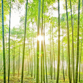 Bamboo Forest by Chinaface