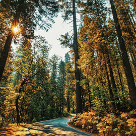 California, Sequoia National Park, Sequoia Trees by Claudia Uripos