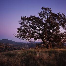 Californias Winegrape Growing Region Of by George Rose