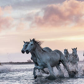 Camargue Horses by Beniamino Pisati