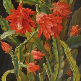 Christmas Cactus by Christian Muellback