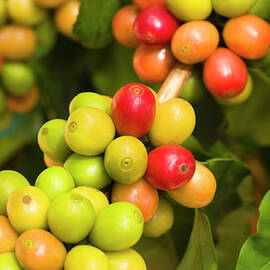 Coffee Cherries by Dustypixel