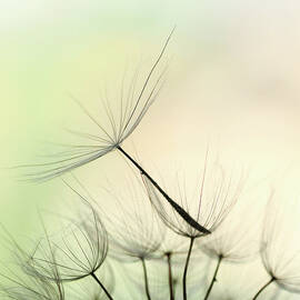 Dandelion Seed by Jasmina007
