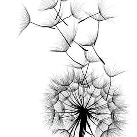 Dandelion by Sunnybeach
