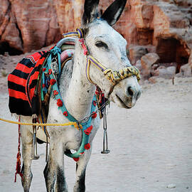 	Donkey by Jelena Jovanovic