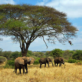 Elephants by Hp Huber