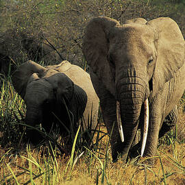 Elephants by Siegfried Stolzfuss