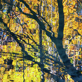 Fall Colors - Abstract Nature by Shankar Adiseshan