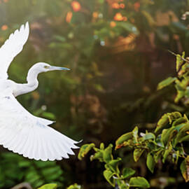 Florida, Delray Beach, Wakodahatchee by Laura Diez