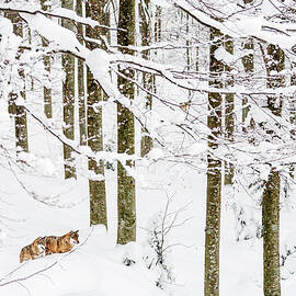Germany, Bavaria, Bayern, Lower Bavaria, Bavarian Forest, European Grey Wolf, Bavarian Forest National Park by Marco Arduino