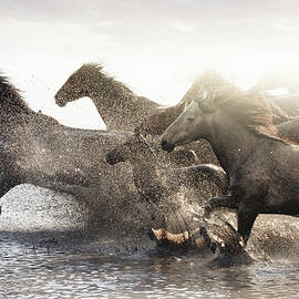 Herd Of Wild Horses Running In Water by Tunart