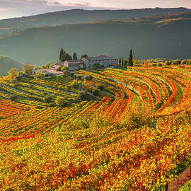 Italy, Veneto, Verona District, Valpolicella, Fumane, Typical Landscape, Vineyards by Olimpio Fantuz