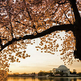 Jefferson Memorial Framed By Cherry by Ogphoto