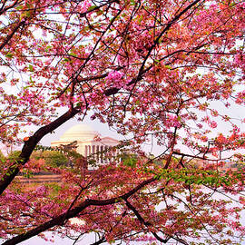 Jefferson Memorial, Washington Dc by Claudia Uripos