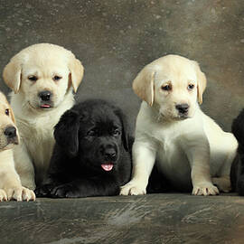 Labrador Retriever Puppies by Sergey Ryumin