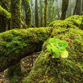 Moss In Cloud Forest by Reinhard Schmid