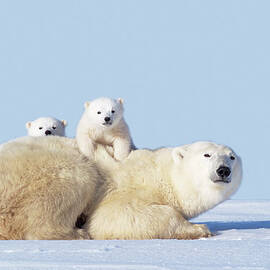 Mother Polar Bear With Cubs, Canada by Art Wolfe