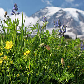 Mount Rainier Np, Washington State by Heeb Photos