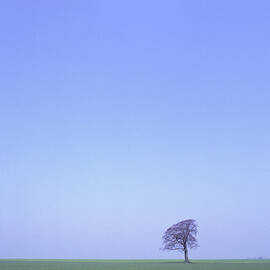 One tree on the horizon by Seeables Visual Arts