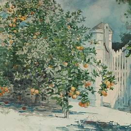 Orange Trees And Gate by Winslow Homer