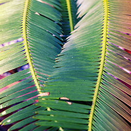 2 Plant Fronds Forming A Heart by Laura Diez