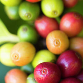Ripe Coffee Cherries by Dustypixel