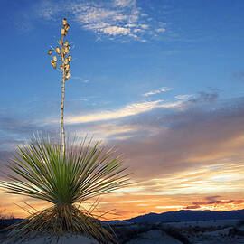 Soaptree At Sunset, Yucca Elata, Gypsum Dune Field, White Sands National Monument, New Mexico, Usa by Konrad Wothe