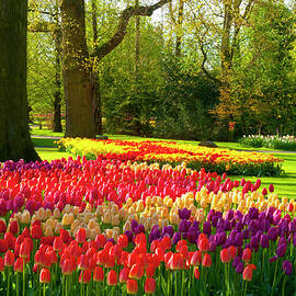 Spring Flowers In A Park by Jacobh
