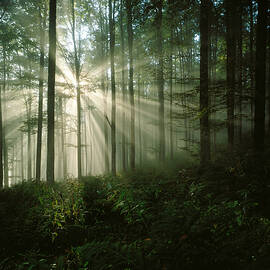 Sun Bursting Through Trees by Giovanni Simeone
