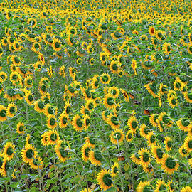 Sunflower field by Seeables Visual Arts