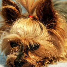 Yorkshire Terrier by Glowcam