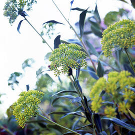Dan Hinkley Garden by Richard Felber