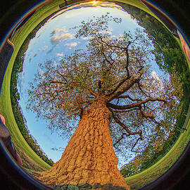 210 degree Mount Laurel Tree by Louis Dallara