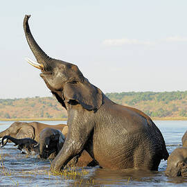 African Elephant by Winfried Wisniewski